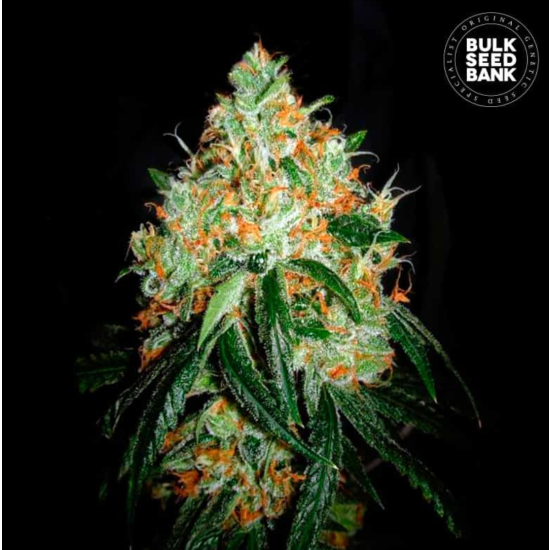 ORIGINAL ORANGE BUD